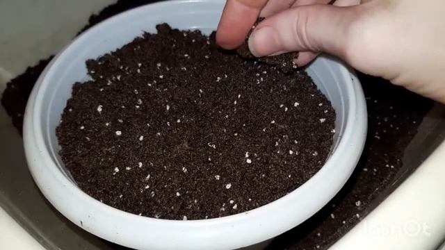 АХИМЕНЕСЫ. Посадка ризом. Грунт для ахименесов, смитикодоний, ахименант.