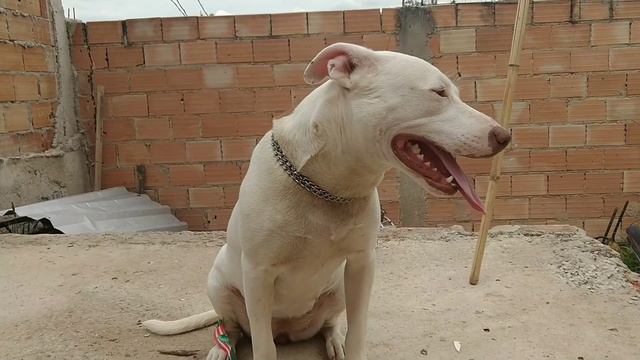 Pitbull red nose!(Pitbull branco..Produção do nosso canil) смотреть онлайн