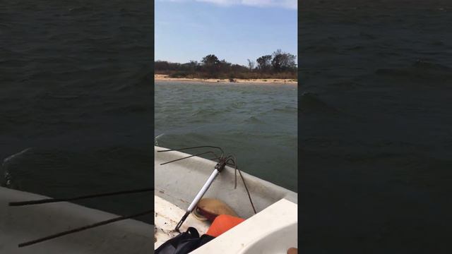 El Parana picado смотреть онлайн