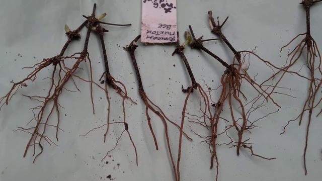 д деронда,пересадка.