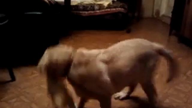 Щенок хочет играть смотреть онлайн