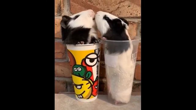 017 AWW Animals SOO Симпатичные Симпатичные детеныши животных Видео Подборка милых моментов животны смотреть онлайн