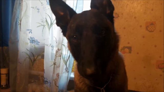 Трюк "Покажи зубы" смотреть онлайн