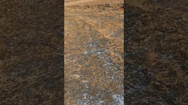 Salomon speedcross4 gtx... Для спортсменов ездовиков смотреть онлайн