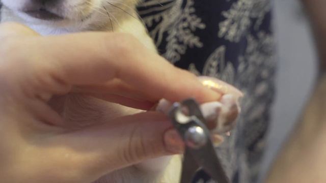 Щенок Чихуахуа. Как подстричь когти? смотреть онлайн