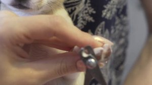 Щенок Чихуахуа. Как подстричь когти?