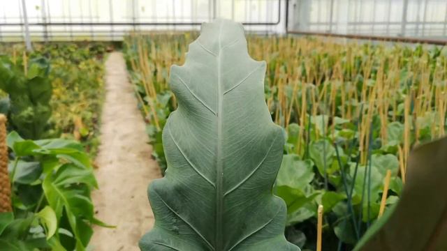 Alocasia Lauterbachiana 70cm Height | Live from the Nursery Series смотреть онлайн