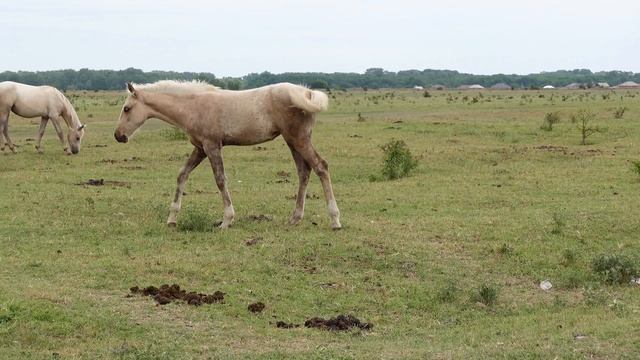 Про лошадей и Жеребцов дикой природе смотреть онлайн