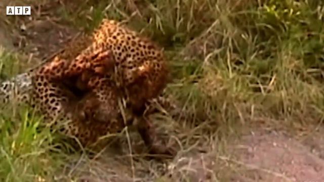 Injured Leopard Call for Help and What Happen Next - Animal Fighting | ATP Earth смотреть онлайн