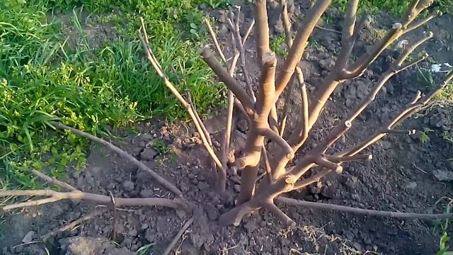 Как НЕ нужно укрывать инжир смотреть онлайн