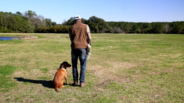 Transition Force To A Pile | Retriever Training смотреть онлайн