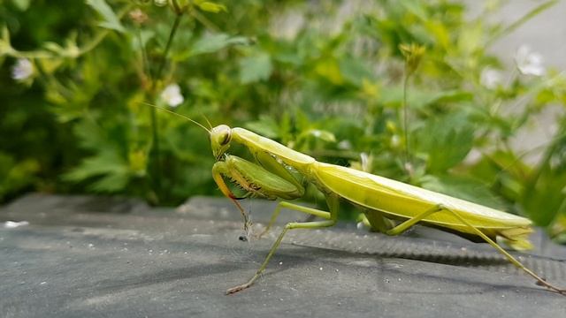 СПАС БОГОМОЛА./MANTODEA. смотреть онлайн