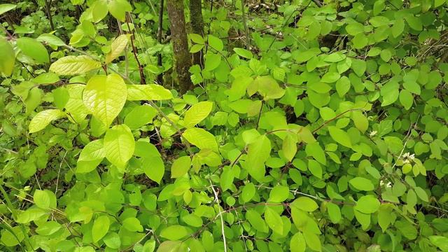 Green World | Relaxing Music | Instrumental | Meditation Music | Chill Out Music | Vladimir Sterze смотреть онлайн