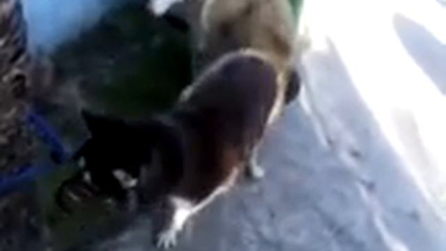 Defloration of HUSKY смотреть онлайн