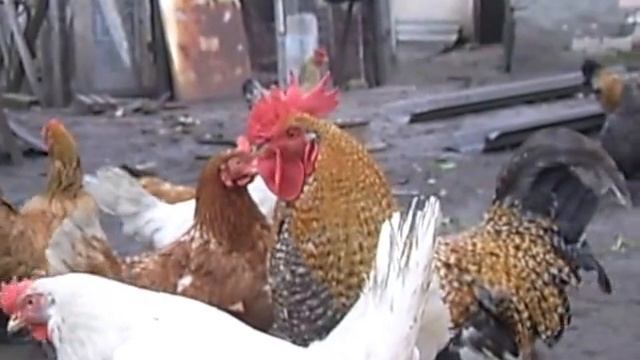 Куры и петух. Куры и петух гуляют во дворе смотреть онлайн