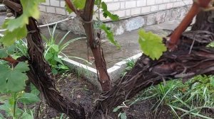 Привитый или Корнесобственный????Какой виноград садить?