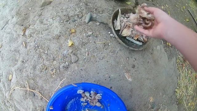 Кормление собак смотреть онлайн