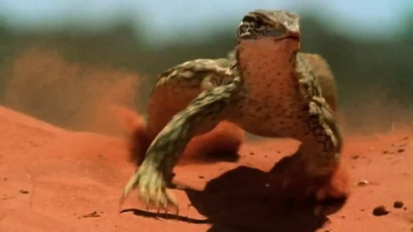 WILD WORLD / In the World of Animals 