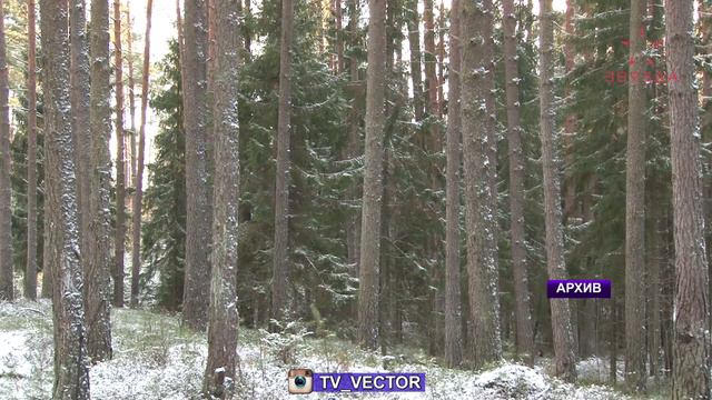 Лесхозы Беларуси планируют реализовать не менее 160 тысяч новогодних деревьев смотреть онлайн