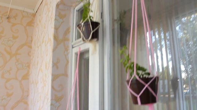 Обзор моих растений. Огурцы на балконе. Петуния, мята и мелиса. смотреть онлайн