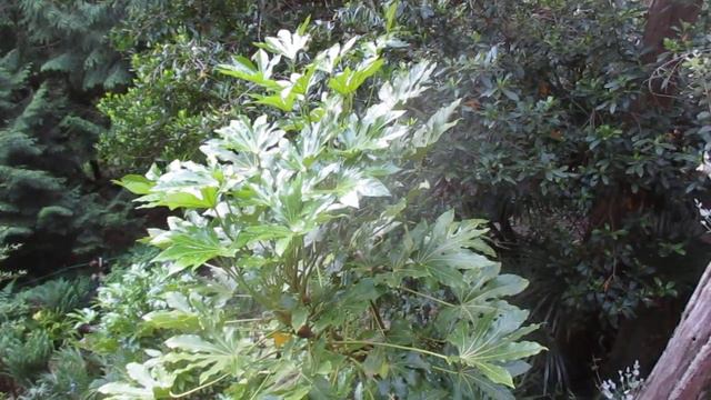 Fatsia trees give a Tropical look in a Northern Climate смотреть онлайн
