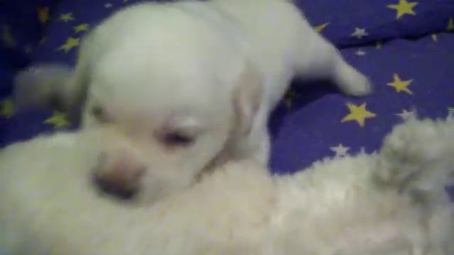 Щенок лабрадора.Жига. смотреть онлайн