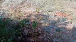 Саженцы Пирамидального Тополя из Черенков.) Очередной Полив, Репортаж :-)