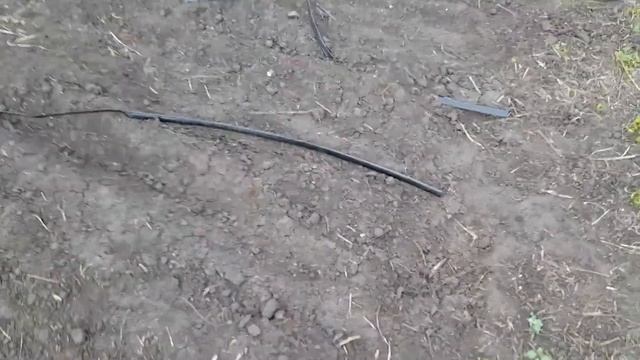 Посадки картофеля, сорт Родриго смотреть онлайн