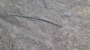 Посадки картофеля, сорт Родриго