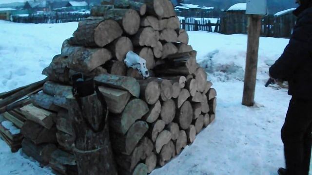 Травмат МР 80-13т выстрел в череп медведя смотреть онлайн