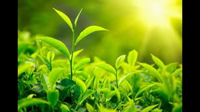 Plants смотреть онлайн