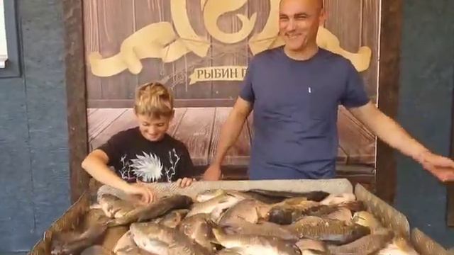 50,0 кг с основного водоема. Карповый улов смотреть онлайн