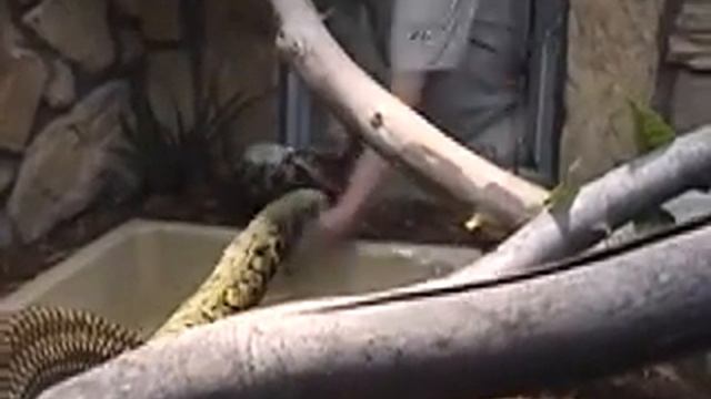 Cobra, Python, Boa Kill Largest Strike Dangerous Vicious Attack Longest смотреть онлайн