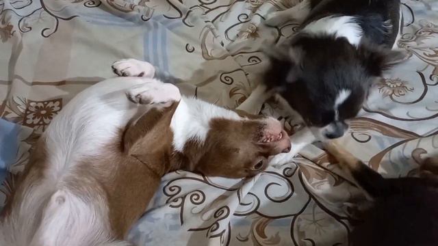 Чишек много не бывает 🤗🐾❤️🐾#chihuahua#чихуашнаясемья#вмиресобак#chihuaminidog смотреть онлайн