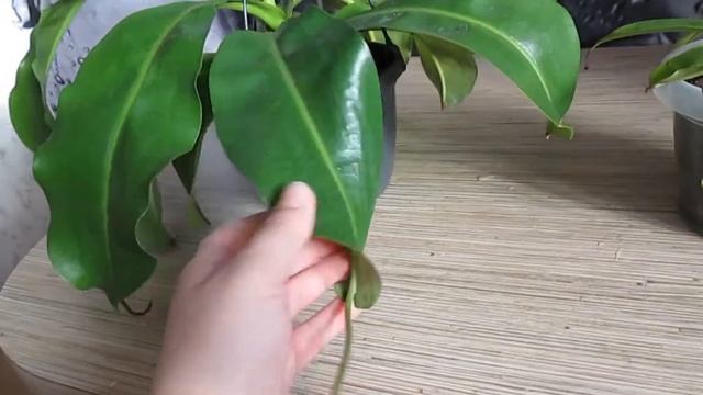 Мои комнатные растения. Непентес. смотреть онлайн