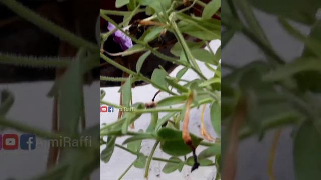 Petunia Seed Collecting Method✓ And New Colour Making||Correct Caring With Subtitles