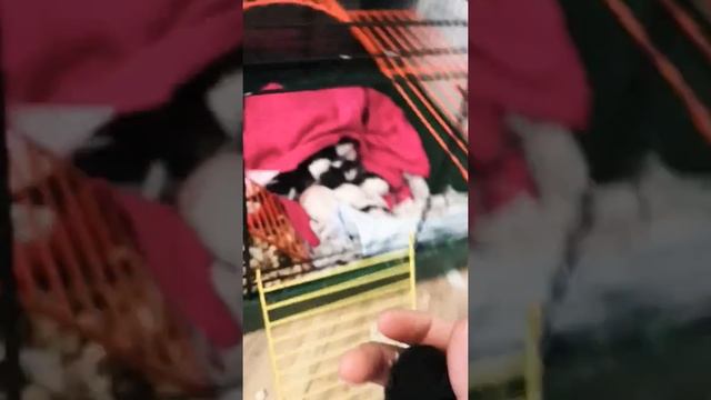 Крысята открыли глаза!!! смотреть онлайн