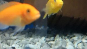 Лабидохромис Еллоу содержание и уход!