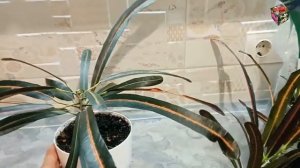 КАК ОБРЕЗАТЬ ВЗРОСЛЫЙ КРОТОН на несколько частей. Укоренение  в воде. Кротоны Rheedi и  Red Banana.