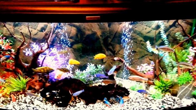 Malawi 450l. смотреть онлайн