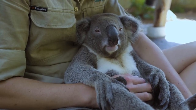 Коале чешут пузико смотреть онлайн