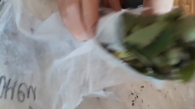 Клубника Хоней и Гигантелла.Получила рассаду ? смотреть онлайн