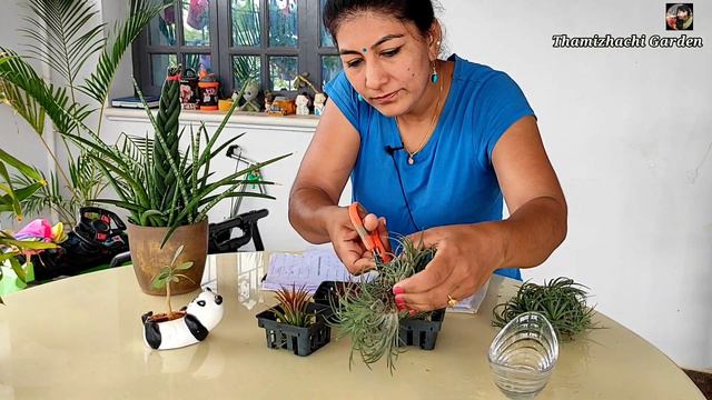 வாட்ஸ்அப் செய்தால் போதும் வீடு தேடி வரும் / Tillandsia Ionantha Care In Tamil / Plants Online Sale