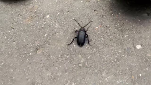 Беги Форест ,Беги смотреть онлайн