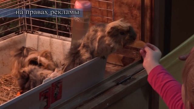 В торговом центре "Север" начал работу контактный зоопарк. смотреть онлайн