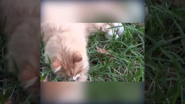 ?Сибирский кот: любимец россиян | kotovideo ? смотреть онлайн