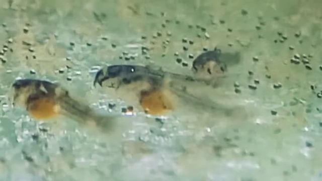 Мальки коридорас золотистый смотреть онлайн