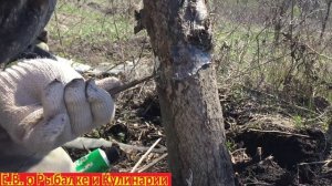 Как защитить дерево от муравьев и вредителей,простой и дешевый способ.Защищаем дерево от муравьев.