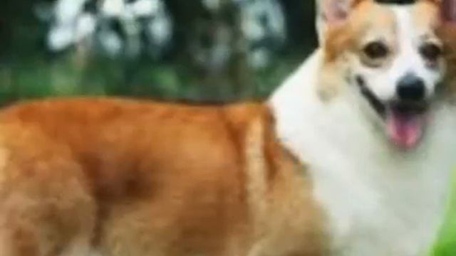 Топ 17 красивых пород собак смотреть онлайн