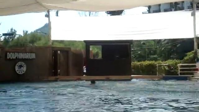супер животное дельфин!!! смотреть онлайн